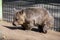 Close â€“ up of a Common Wombat (Vombatus ursinus) in Sydney