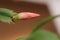 Closed blossom of the Christmas cactus, a Schlumbergera species