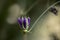 Closed blossom of a passion flower species (Passiflora amethystina)