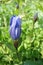 Closed Blue Mountain Bog Gentian Flower
