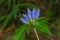 Closed Bottle Gentian - Gentiana andrewsii