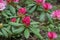 Closed bud of pink rhododendron. The beginning of flowering of rhododendrons