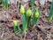 Closed buds of Narcissus in the garden.