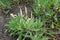 Closed buds of Oenothera macrocarpa in June