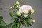 Closed buds and opened light pink flower of rose