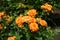 Closed buds and opened orange flowers of rose