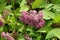 Closed buds and opened pink flowers of Japanese meadowsweet