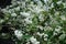 Closed buds and opened white flowers of Deutzia