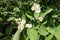 Closed buds and opening flowers of Philadelphus coronarius