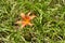 Closed buds and orange flower of tawny daylily in July