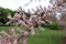 Closed buds and pink flowers of Tamarix ramosissima in May