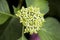 Closed buds pink hydrangea.