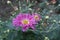 Closed buds and pink and white flower of semidouble Chrysanthemums