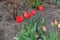 Closed buds and red flowers of tulips in April