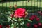 Closed buds of striped red flower of rose