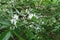 Closed buds and white flowers of Amur honeysuckle in May