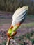 A closed Chestnut Bud, Aesculus hippocastanum