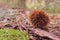 A closed chestnut husk on the ground.