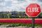 Closed, close stop sign with view of tulip fields and windmill in Netherlands