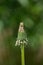 Closed dandelion bud ,on green blurry background