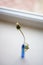 Closed dandelion flowers in a thin blue vase on the white windowsill