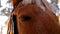 Closed eye of an horse