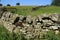 Closed fence and a large dry stone wall in the summer.