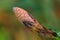 Closed field horsetail blossom in the morning light