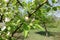 Closed flower buds of apple in April