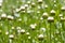 Closed flower buds of oxeye daisy