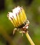 Closed fluffy dandelion in nature.