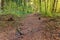 Closed forest footpath. View of barrier on dirt track in forest. Wooden gate is closed.