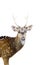 Closed ip of the chital deer with beautiful antler isolated