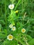 Closed Leucanthemum vulgare - ox-eye daisy