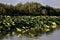 Closed lotus flowers with leaves on a river at sunset