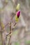 Closed magnolia bud on a tree branch in spring. Blooming garden.