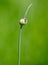 Closed onion flower in vegetable garden.