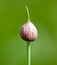 Closed onion flower in vegetable garden.