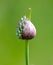 Closed onion flower in vegetable garden.