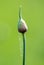 Closed onion flower in vegetable garden.