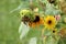 Closed and open Common sunflower or Helianthus annuus forb herbaceous flowering plants with edible oily seeds in flower head next