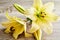 Closed and open daylily blooms over wooden table