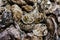 Closed oysters, fresh oyster shell, mollusks in seafood market, sea restaurant, expensive fresh food, dish restaurant menu