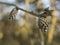 Closed pine cones