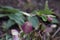 Closed pink hellebore flower buds Helleborous orientalis, Lenten Rose about to open in spring, close-up blurred background