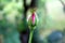 Closed pink rose bud with small pointy leaves on dark green leaves background