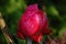 Closed Pink rose with waterdrops