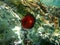 Closed plum anemone, beadlet anemone or red sea anemone, Actinia equina, undersea