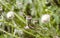 Closed poppy buds, Banos de Montemayor, Spain