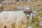 closed portrait of a horned overhail, on a mountain. outdoors